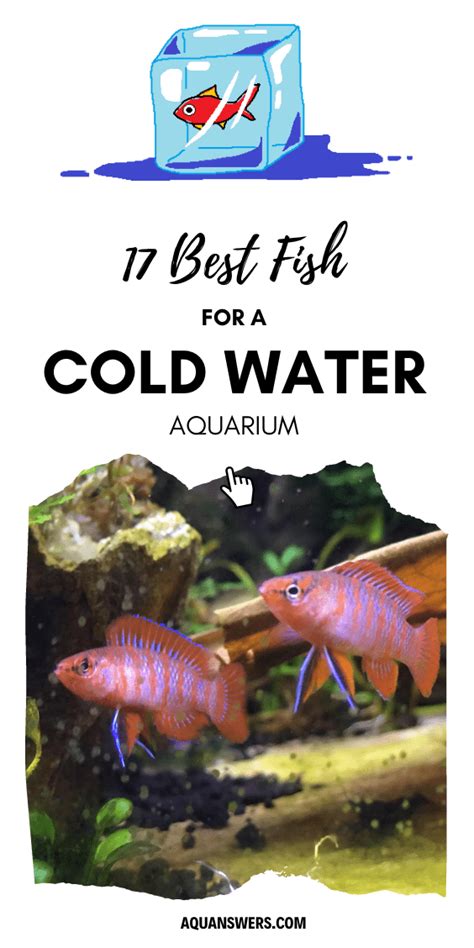 The 22 Best Cold Water Fish (OK Without an Aquarium Heater).